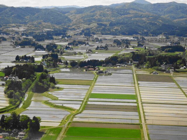 水田の中の屋敷林