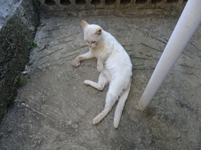 赤嶺鍾乳洞の猫
