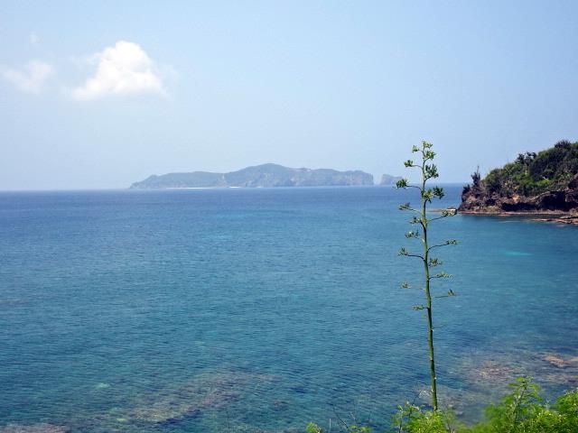 御幸ヶ浜とアオリュウゼツラン