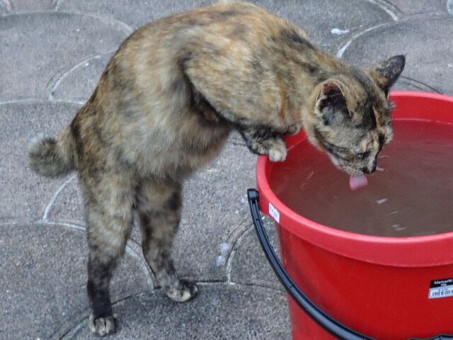 こうやって飲むんだ