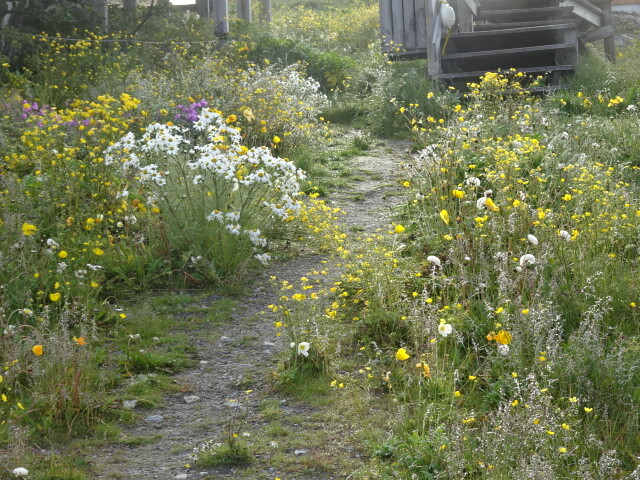 いっぱいの野の花
