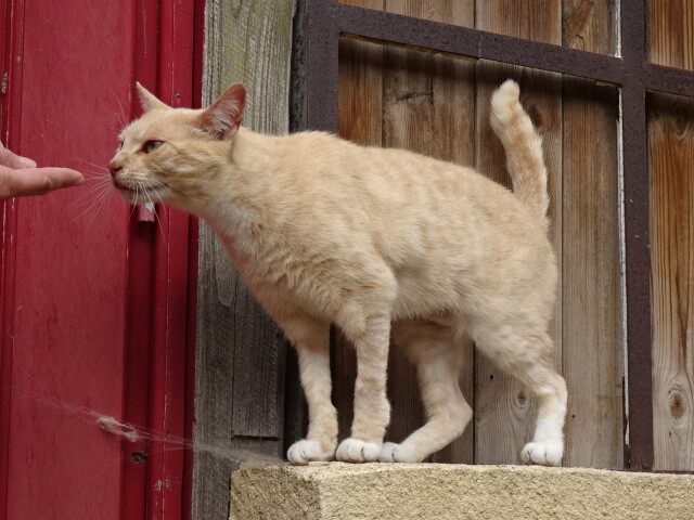 レゼジーの猫