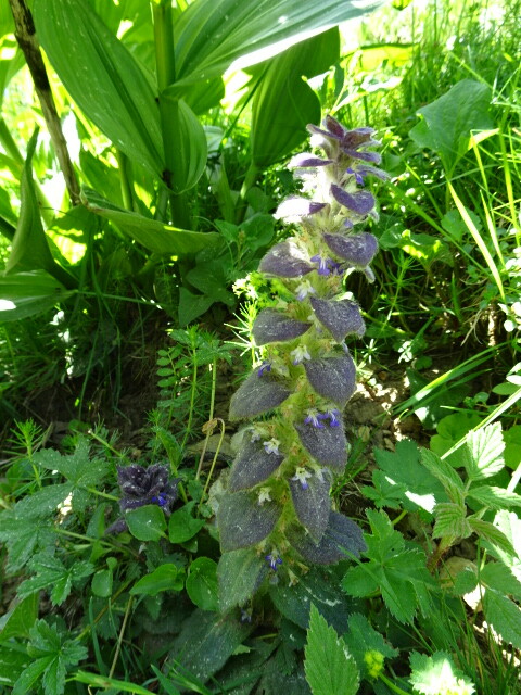 花の中に花