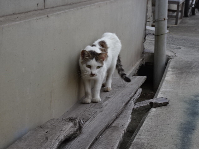 真鍋島の猫 (3)