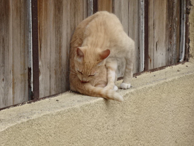 地域猫のようだ (3)