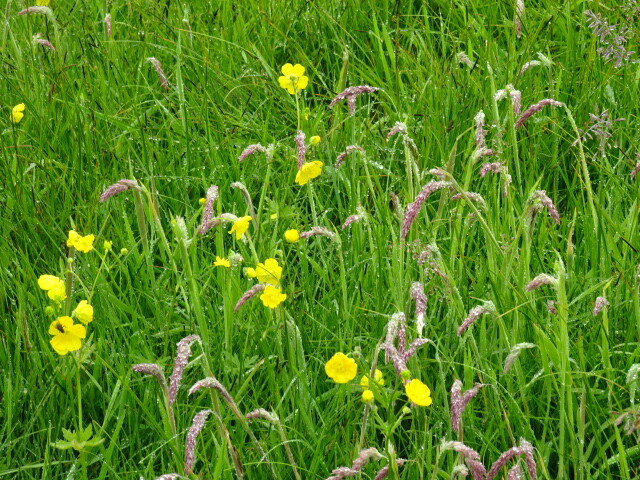 黄色とピンクの花が多い (2)