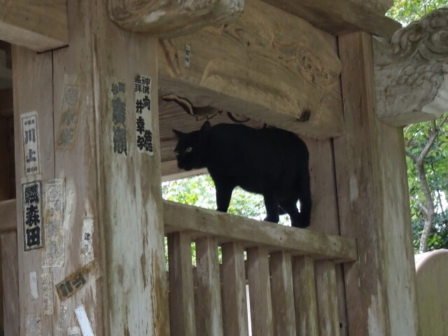 猫だから許される