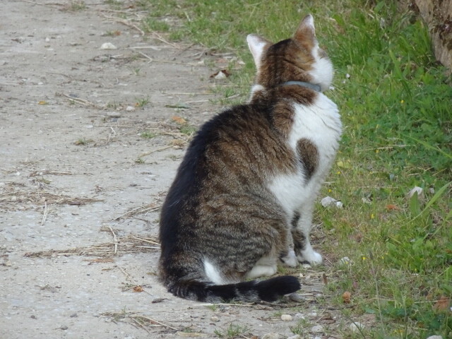 ホテルの猫 (5)