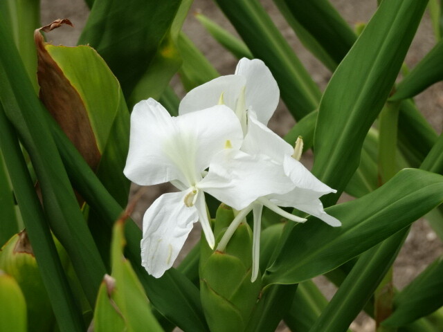 茗荷の花
