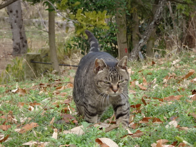 櫓と猫 (1)
