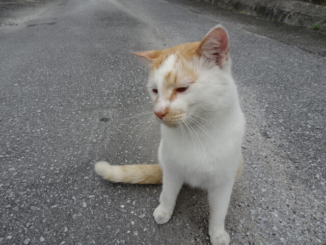 こちらも奥武島の猫