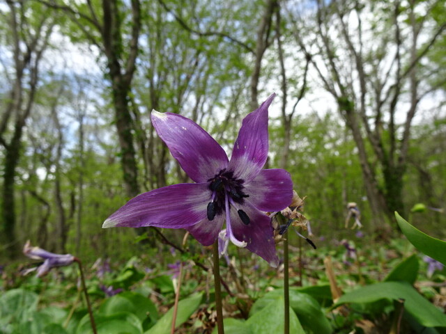 午前中のカタクリの花は美しい