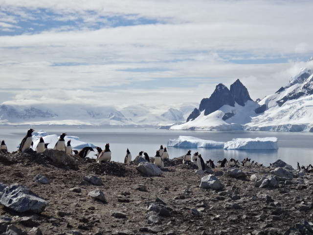 南極 好きなもの 猫と旅と 南極 好きなもの 猫と旅と