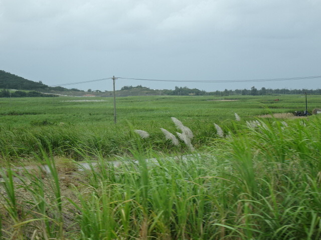 サトウキビ畑
