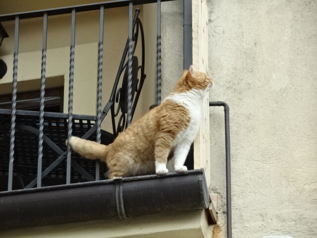モラーノカラブロの猫 (2)