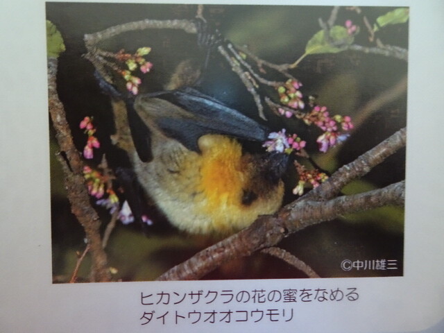 花の蜜を吸っている
