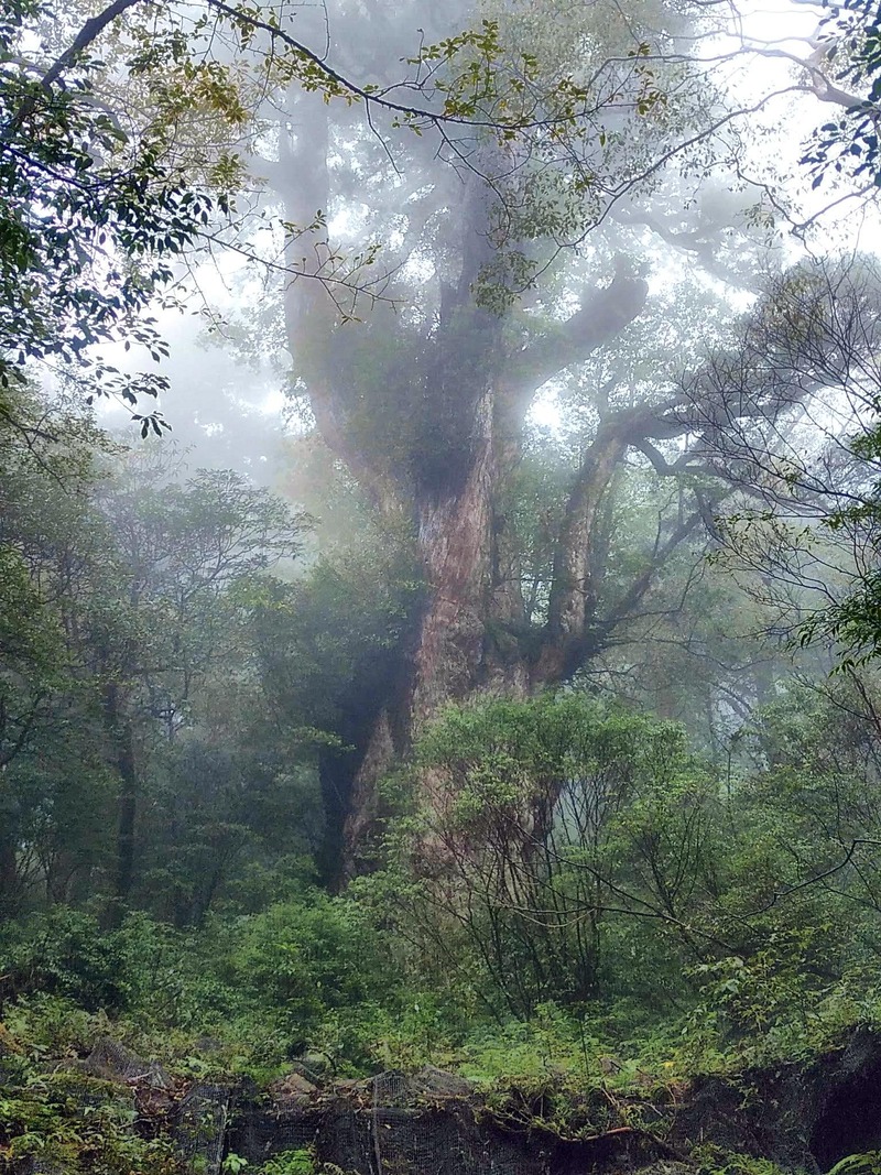 縄文杉９