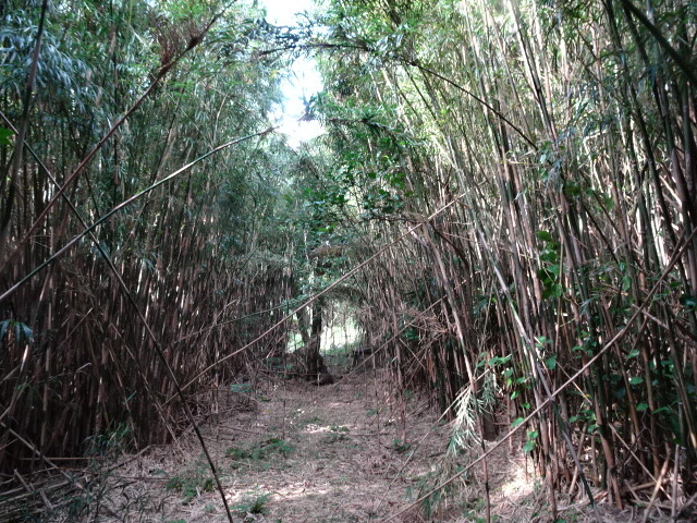 八幡宮へ
