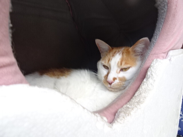 きなこ
