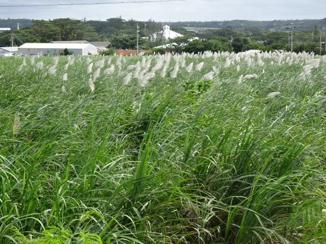 サトウキビの花
