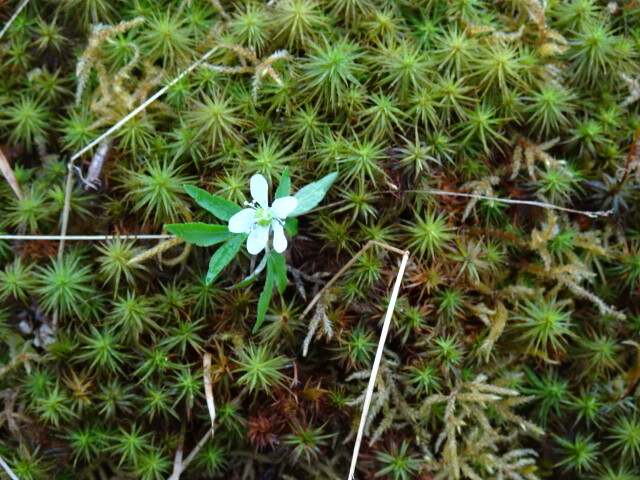 苔と花