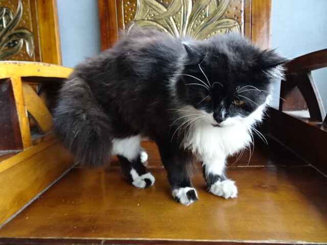 峠の茶屋の猫 (1)