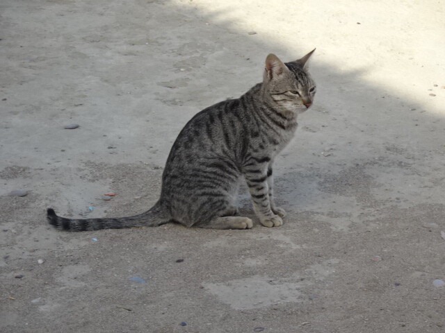 ヒンゴルのバローチ族の猫 (3)