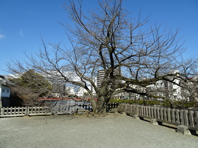 桜の大木
