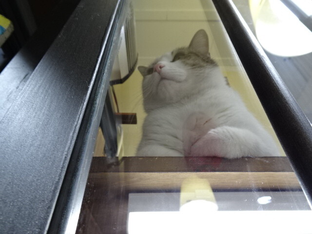 パレルモの猫 (2)