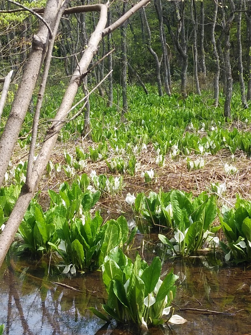 水芭蕉群生地