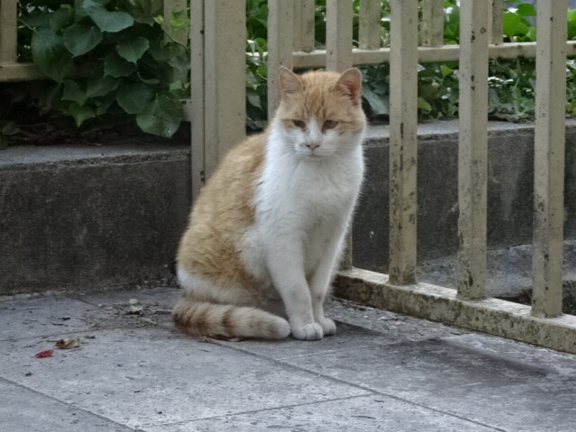 地域猫のかな (1)