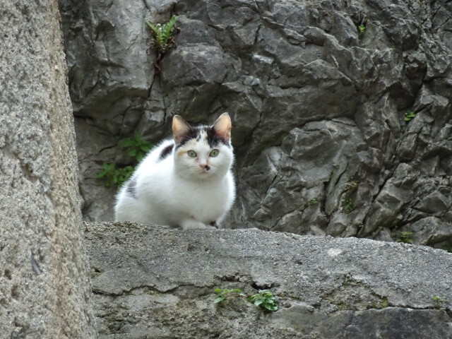 モラーノカラブロの猫 (9)