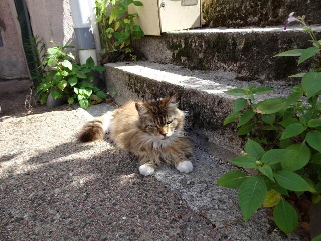 サン・タオン・の猫ル・シャテル (7)