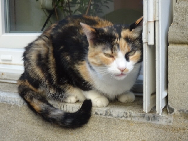ミルポワの猫 (3)