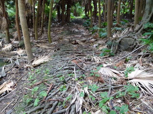 地面を覆っている