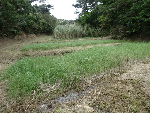 逆田