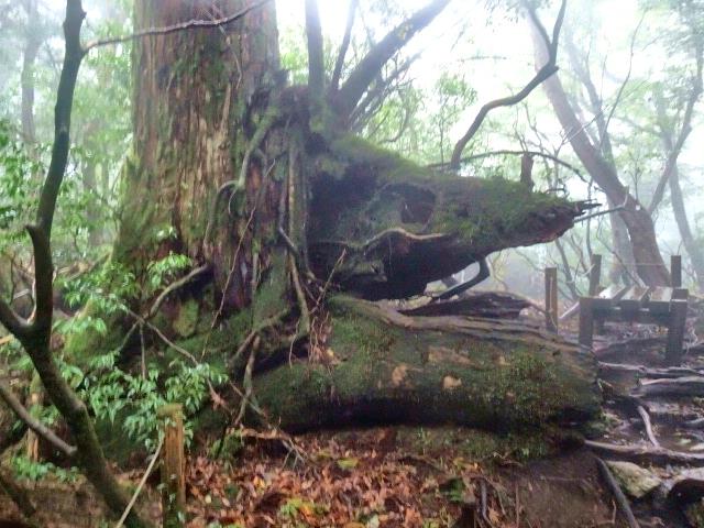 カツオの頭