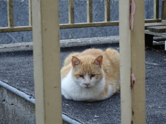 フォアの猫 (2)