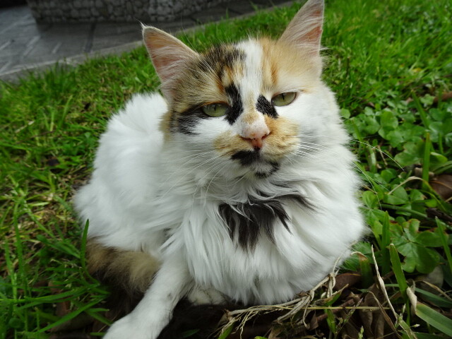 サヴォカの猫 (1)
