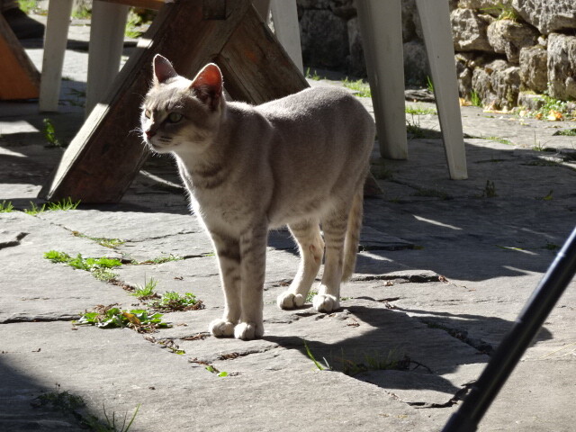 ナムチェ博物館の猫 (2)