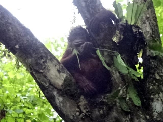 目の前に野生のオランウータンが