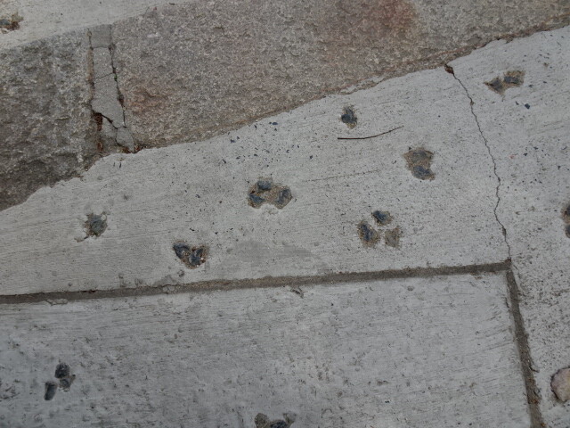 猫の足跡のつもり