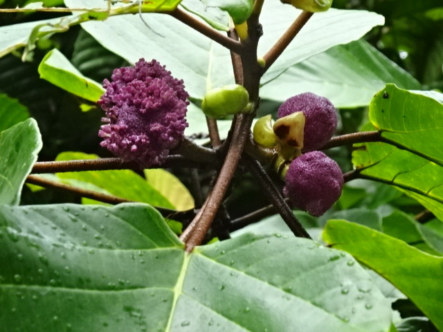 丸い花