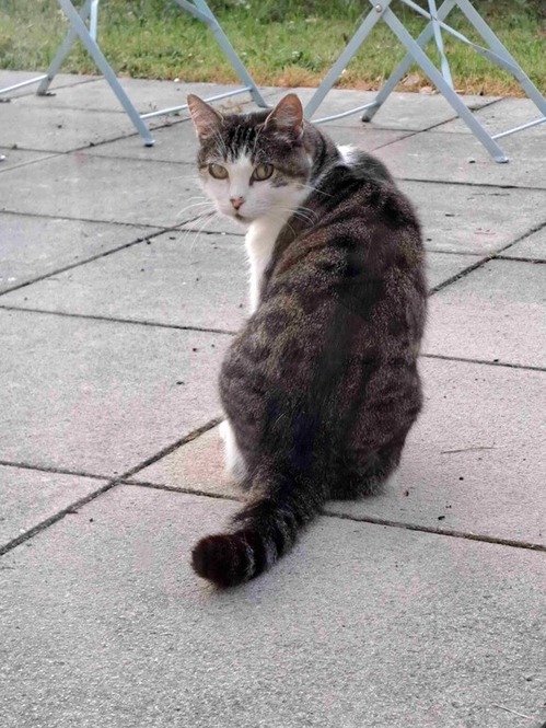 ロアンヌの猫１