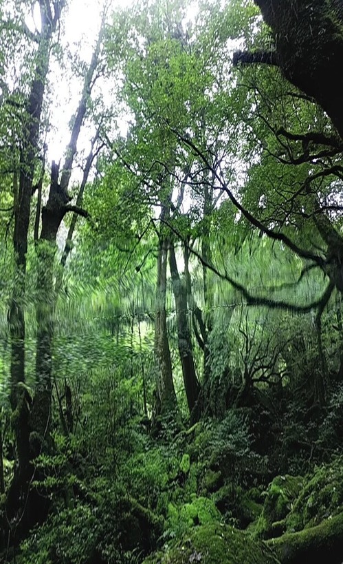 苔が段々