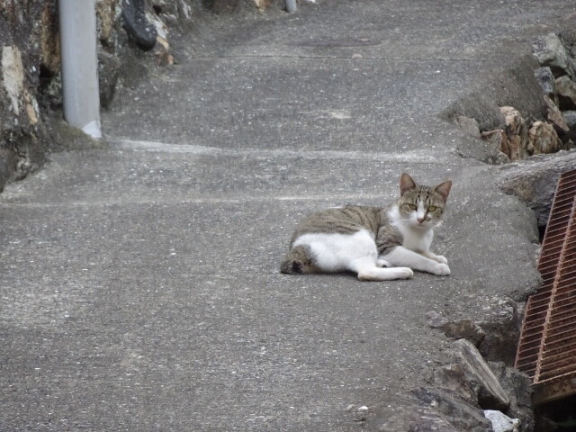 真鍋島の猫 (2)