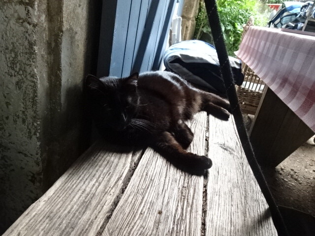 レストランの猫 (2)