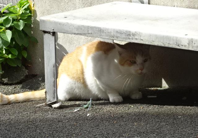 イメージ 5
