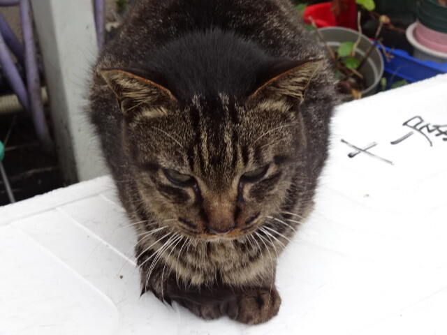 青ヶ島猫