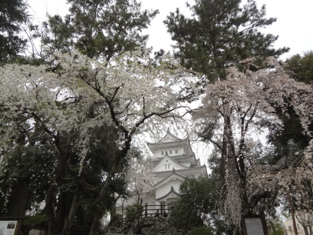 イメージ 11